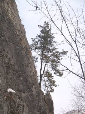 Дерево на скале над Талдинским пещерами